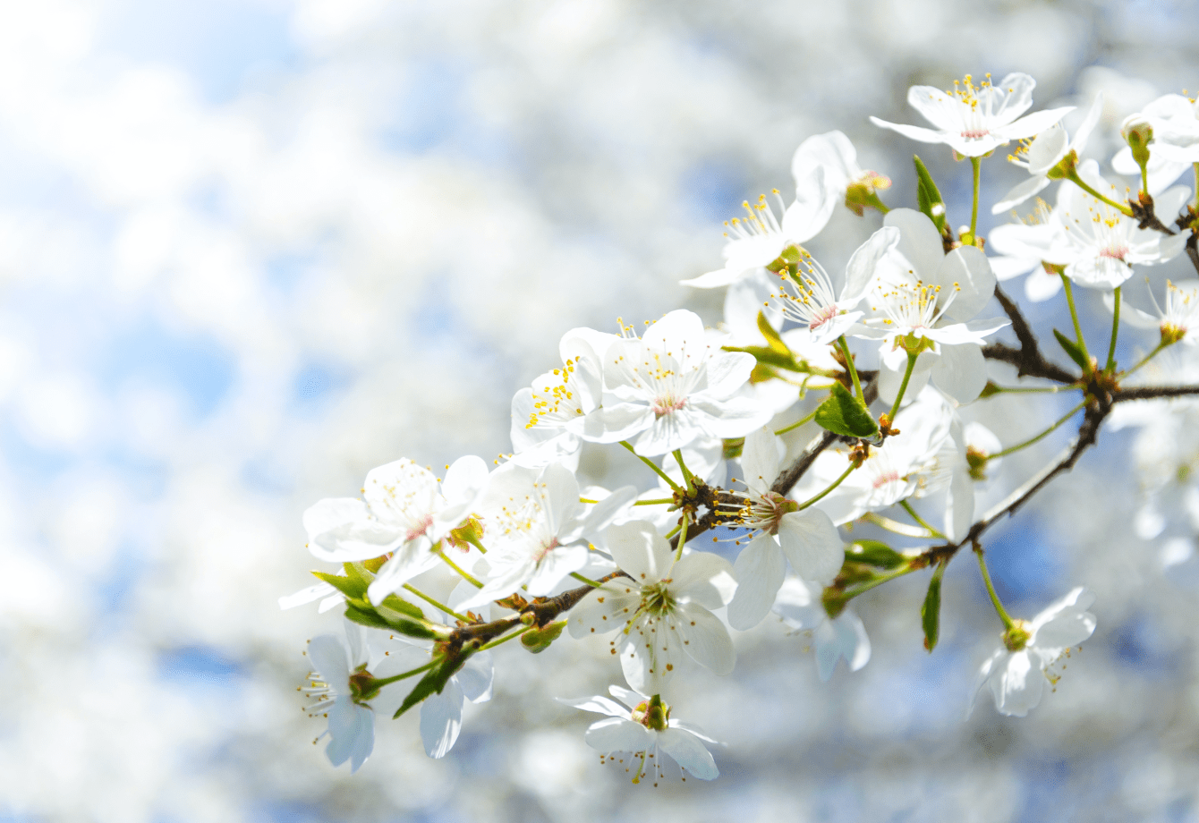 spring vocabulary in Ukrainian